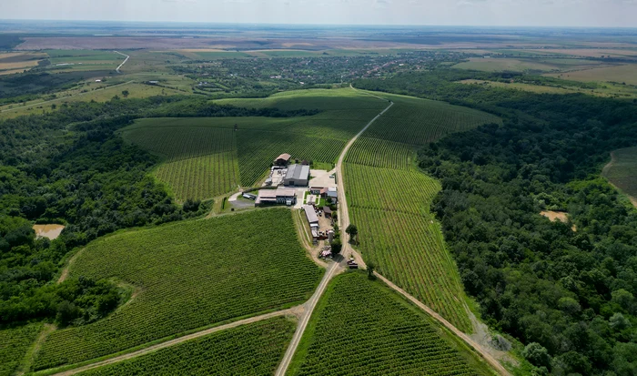 Drumul vinului / foto: Info Timiș