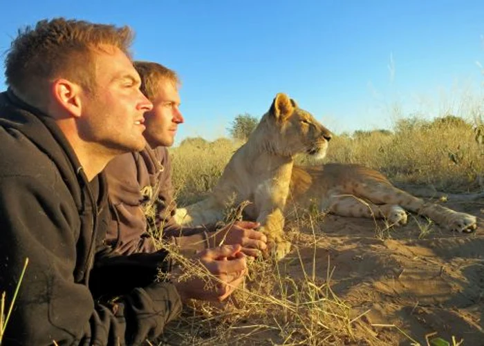 Leul iubăreţ (FOTO CATERS)