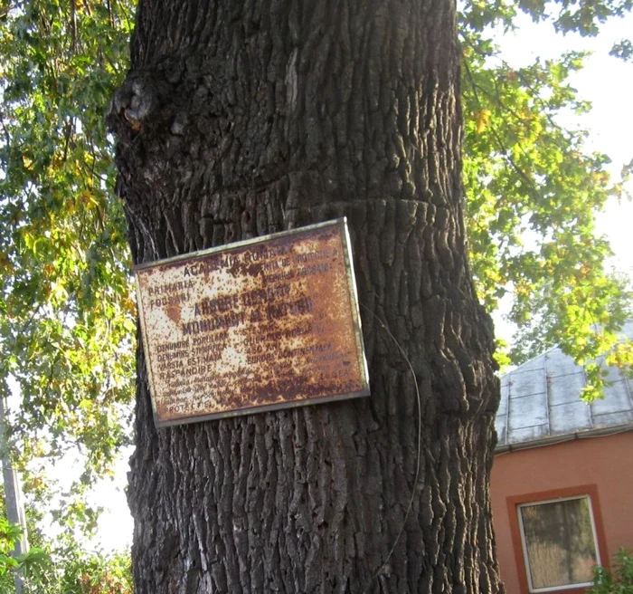 stejar secular focsani