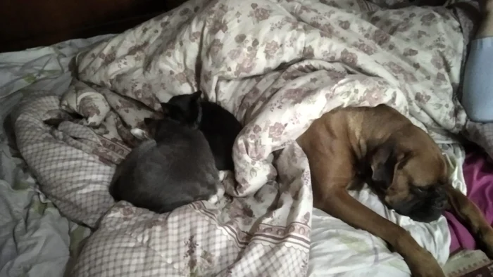 Stăpâna susține că animalele erau blânde Foto: observatornews.ro