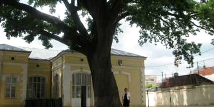 Stejarul de la Scoala Anton Dumitriu