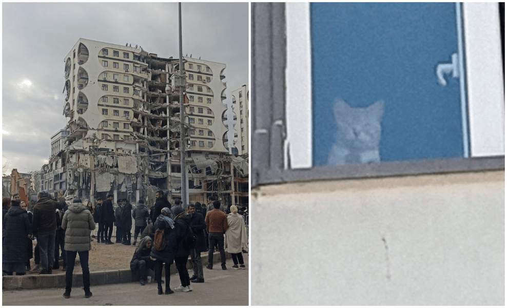 Animale rămase într-o clădire ce va fi demolată în Turcia: „Sunt vieţi, nu le puteţi distruge“