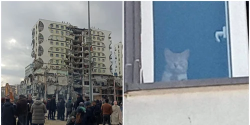 Animale rămase într-o clădire ce va fi demolată în Turcia FOTO Twitter