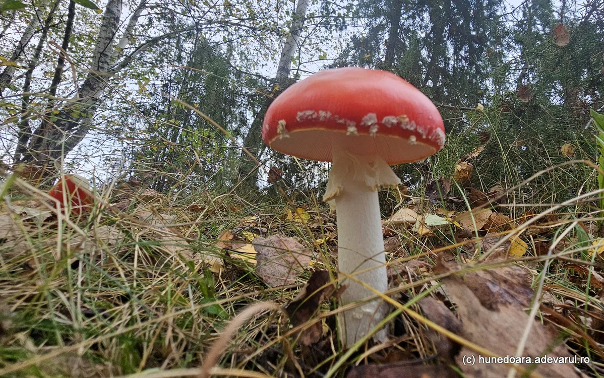 Amanita Muscaria. Foto: Daniel Guță
