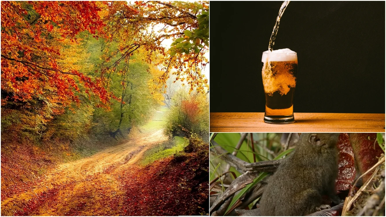 Animalul care bea mai mult alcool decât majoritatea românilor