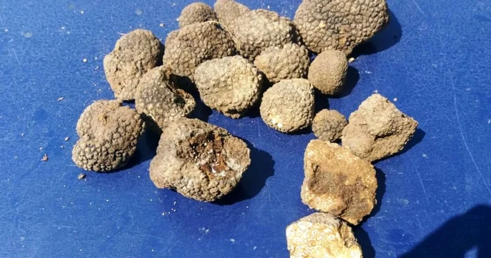 Trufele, denumite de cautatori si „diamantele pamantului”, datorita preturilor mari cu care sunt vandute pe piata, au inceput sa castige tot mai mult teren si in tara noastra