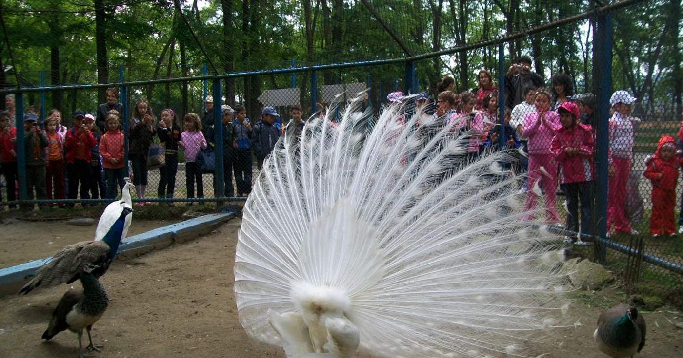 Grădina Zoo nu duce lipsă de vizitatori 