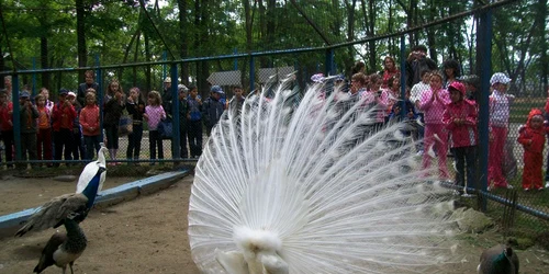 Grădina Zoo nu duce lipsă de vizitatori
