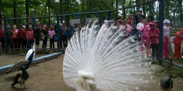 Grădina Zoo nu duce lipsă de vizitatori 