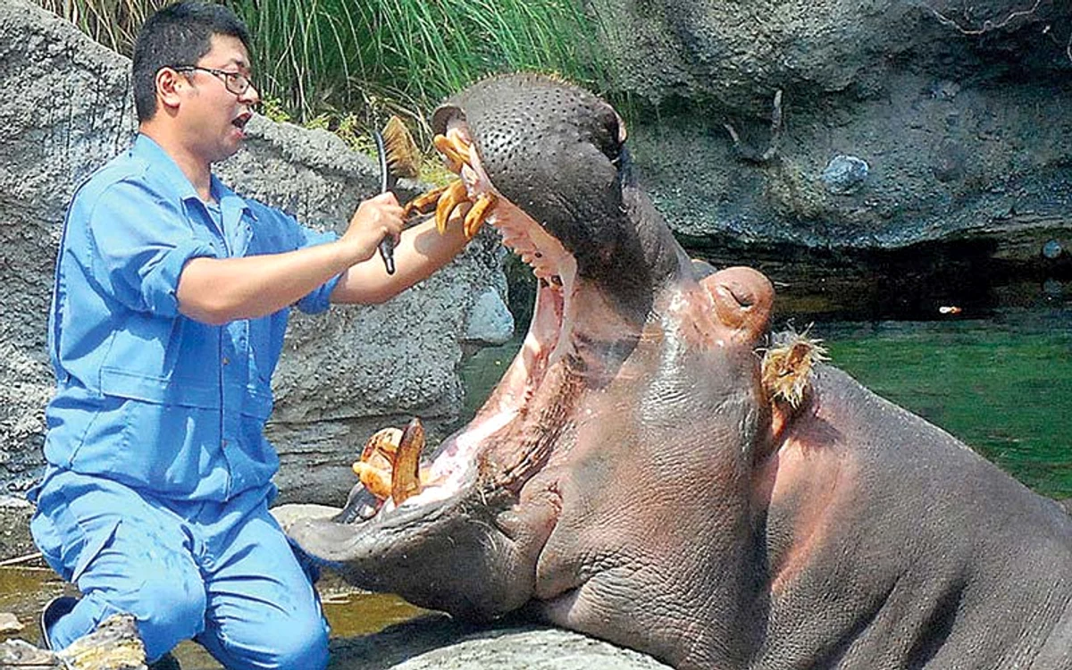 
    Tetsuo, un hipopotam de 14 ani  