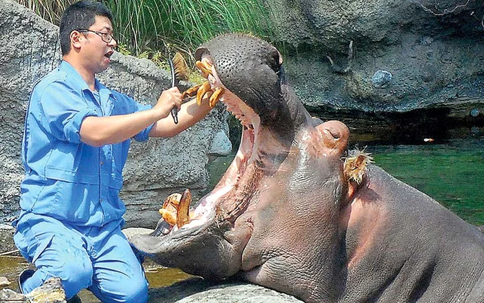 Tetsuo, un hipopotam de 14 ani