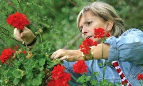 flori rezistente la soare jpeg