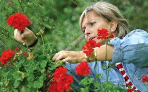 flori rezistente la soare jpeg