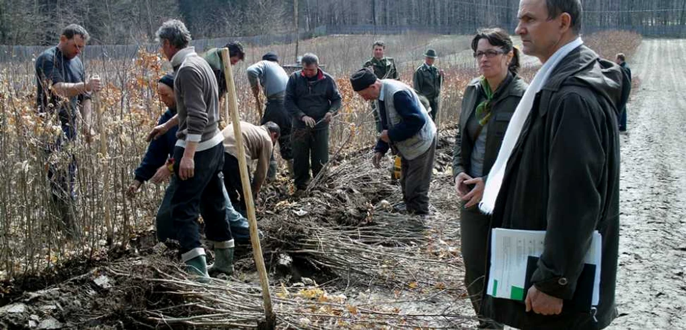 Padurarii pregatesc puietii pentru santierele din judet FOTO Adevarul