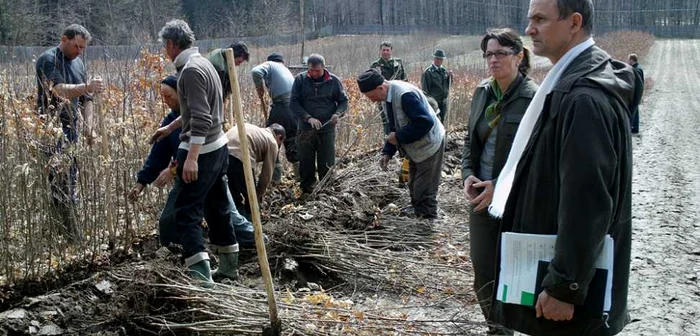 Padurarii pregatesc puietii pentru santierele din judet FOTO Adevarul