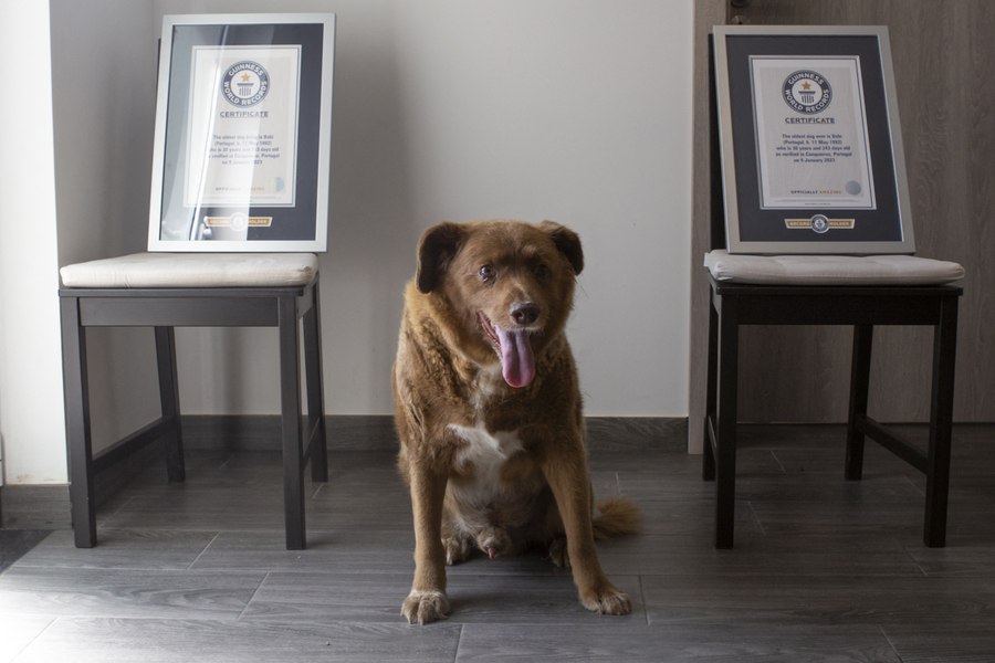 Cel mai bătrân câine din lume îşi pierde titlul, după o anchetă Guinness World Records FOTO