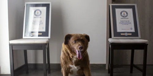 Bobi, cel mai batran caine din lume record guiness Foto Profimedia jpeg