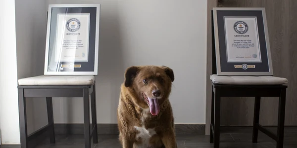 Bobi, cel mai batran caine din lume record guiness Foto Profimedia jpeg