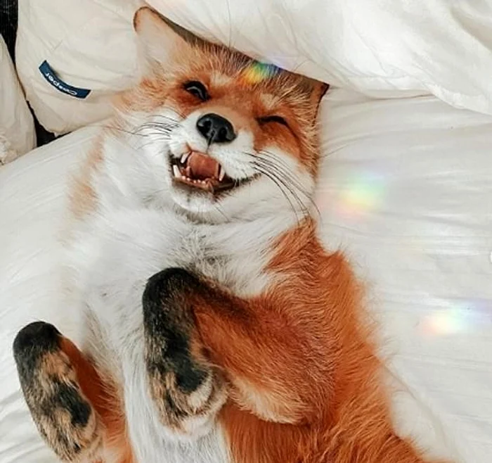 Juniper, vulpița nord-americană