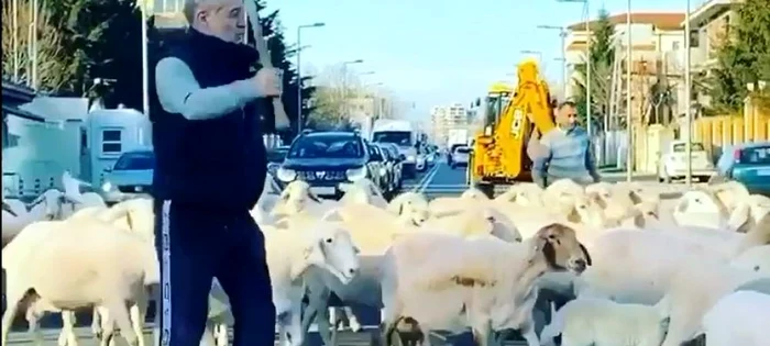 Gigi Becali și-a scos oile în oraș în plină epidemie de coronavirusFoto: Captură Video