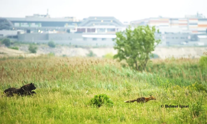 Vulpea este unul dintre mamiferele prezente în Balta Văcăreşti. Cu toate astea, este ameninţată de câini FOTO Helmut Ignat
