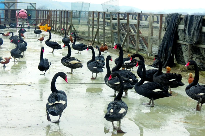 Lebede negre, în adăpostul din Giurgiu