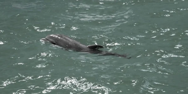 A murit „Baby”, primul pui de delfin născut în captivitate  Foto Facebook Delfinariu Constanta jpg