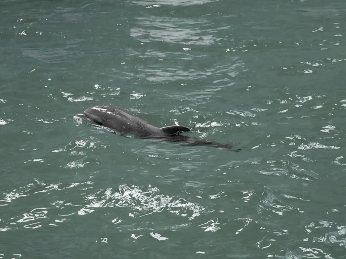 Puiul de delfin Baby