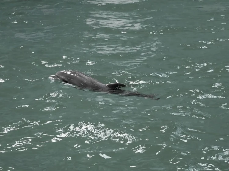 Puiul de delfin Baby