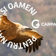 Vulturul sur Conservation Carpathia jpg