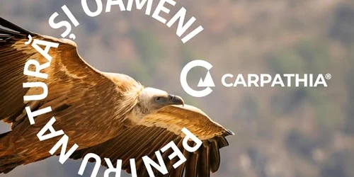 Vulturul sur Conservation Carpathia jpg