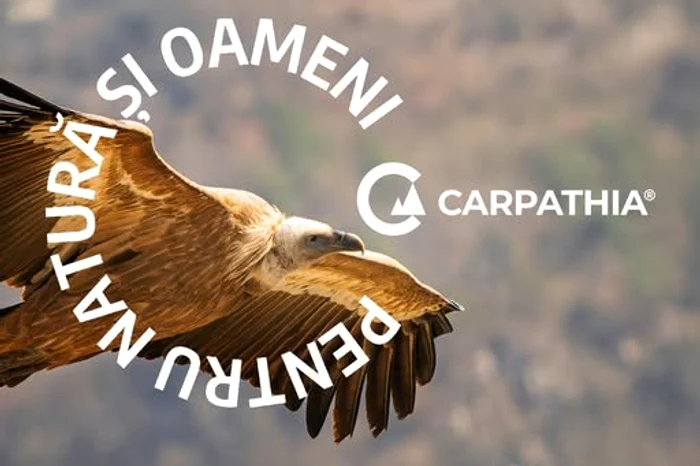 Vulturul sur revine în România. FOTO Facebook Conservation Carpathi