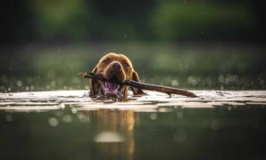 Câți ani a trăit cel mai bătrân câine din lume, foto pexels com jpg