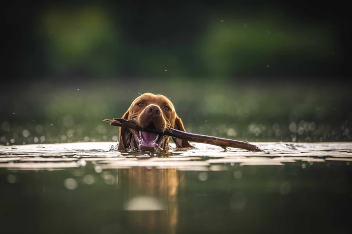 Câți ani a trăit cel mai bătrân câine din lume / foto: Pexels.com 