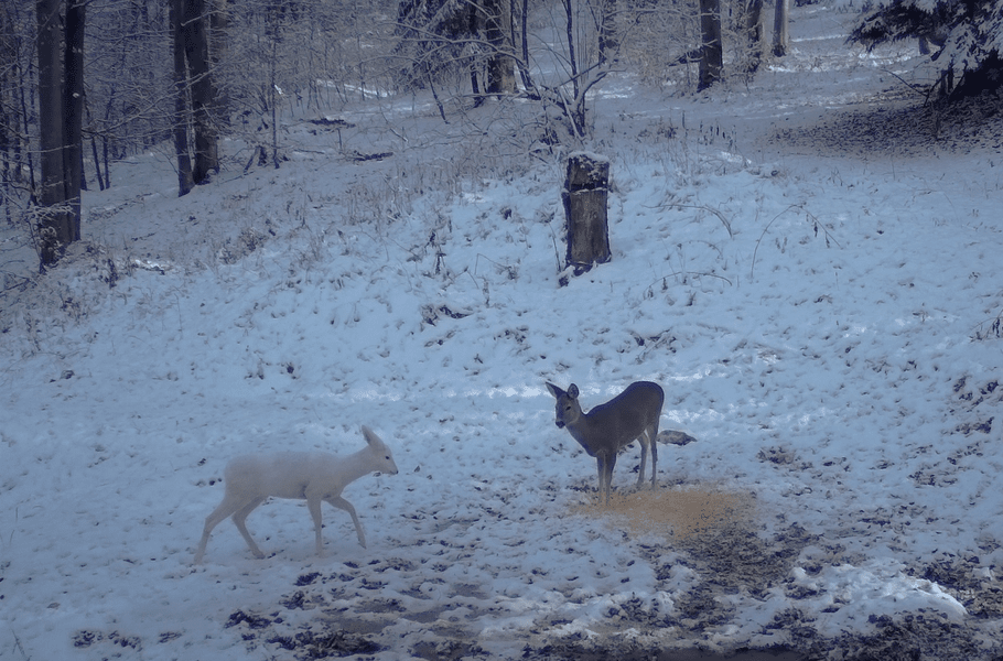 Raritate în fauna României: căprioară albă, surprinsă în Parcul Natural Bucegi. Explicația specialiștilor