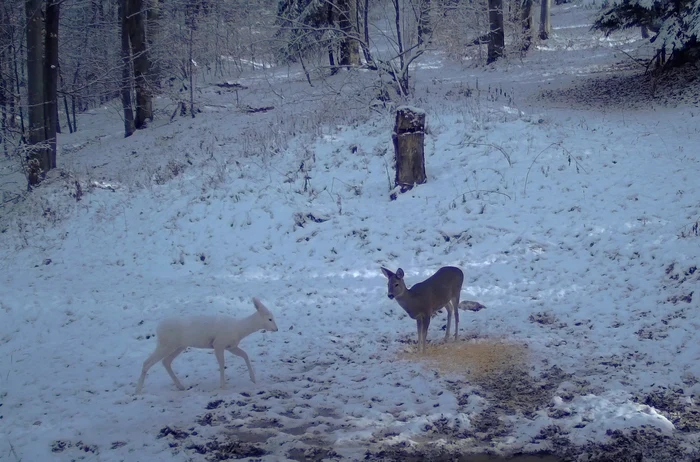 Căprioara albă, în Parcul Natural Bucegi. FOTO Obancea Cătalin, Parcul Natura