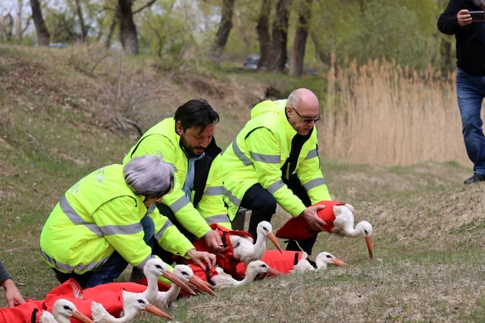 Berzele au revenit în natură după mai multe luni pentrucute la Petreşti