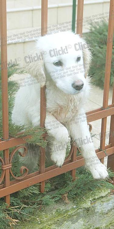 21 ianuarie- A doua zi de la tragedie, Max își aștepta stăpânul (foto: Roberto Sălceanu)