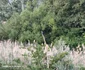 Faună în stufăriș Foto Daciana Stoica Redmi Note 14Pro+ 5G jpg