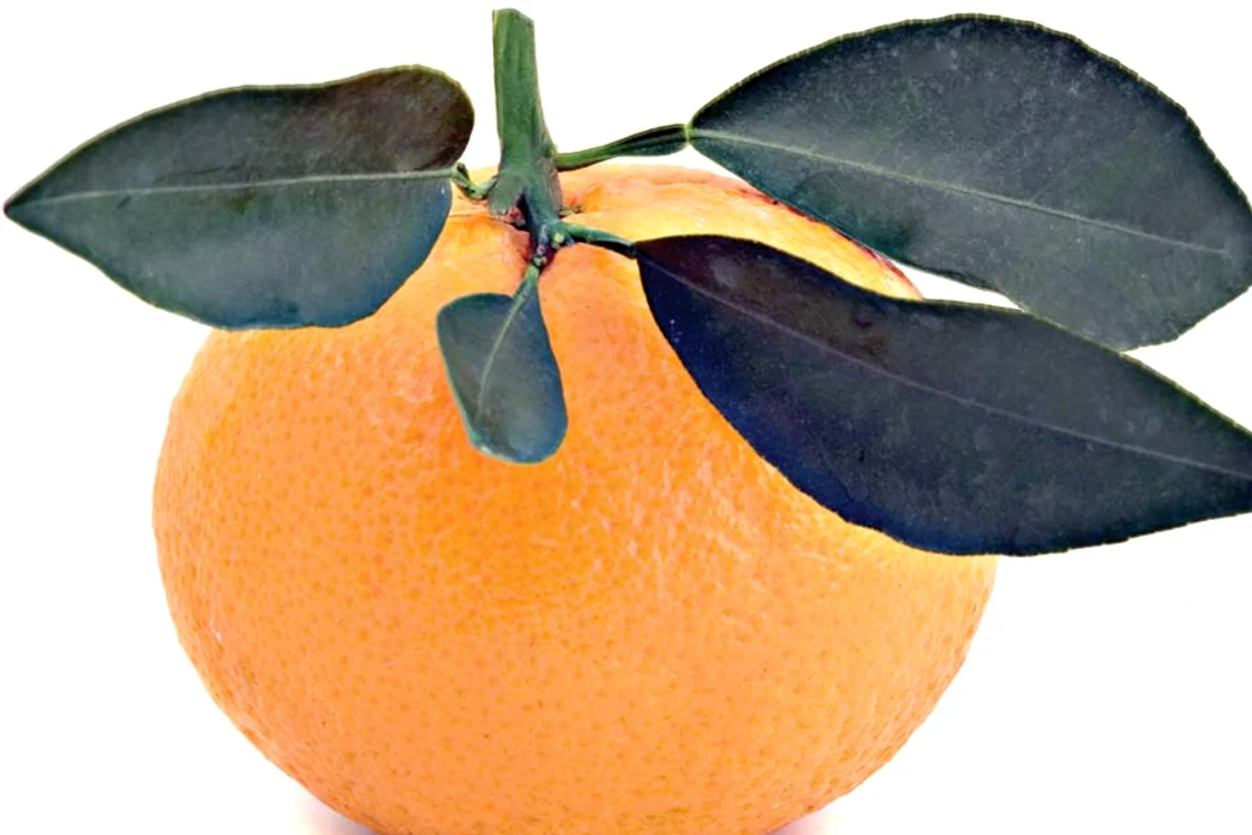 
    Clementine  