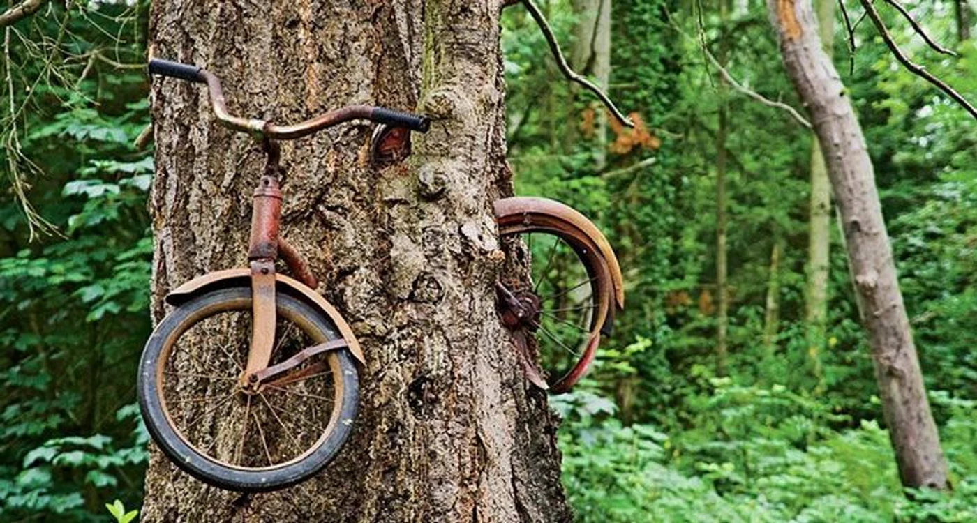 
    Bicicleta din pom  