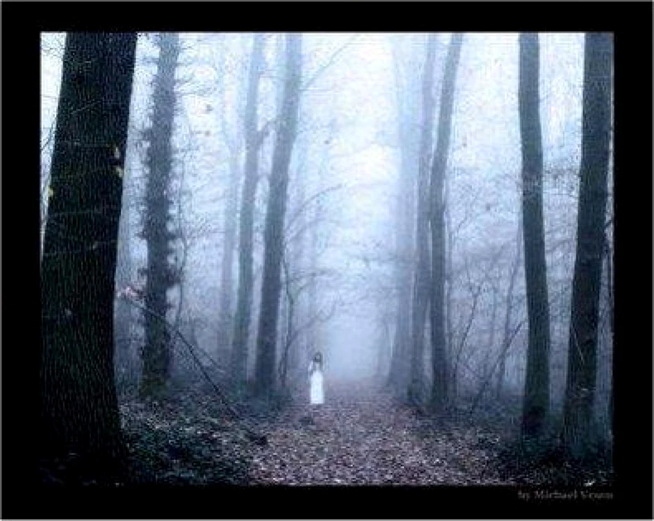Poveştile cu cele două mirese moarte sunt plasate  în Pădurea Trivale  Foto maviedemort.centerblog.net