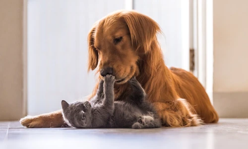 1 shutterstock 507810382 jpg jpeg