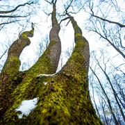 Documentar Padurea Hoia-Baciu Cluj