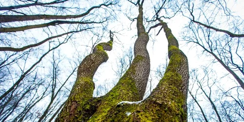 Documentar Padurea Hoia-Baciu Cluj