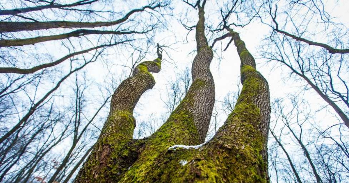 Ce se ascunde în „Triunghiul Bermudelor” din România. Britanicii susțin că e locul de unde „nimeni nu iese la fel cum a intrat”