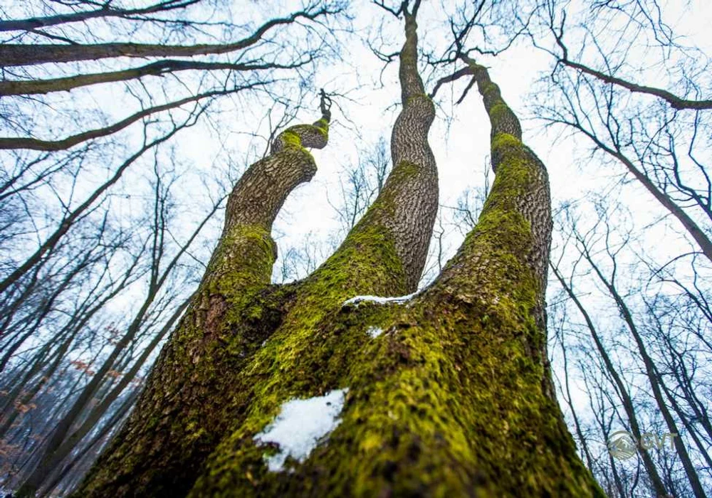 Ce se ascunde în „Triunghiul Bermudelor” din România. Britanicii susțin că e locul de unde „nimeni nu iese la fel cum a intrat”