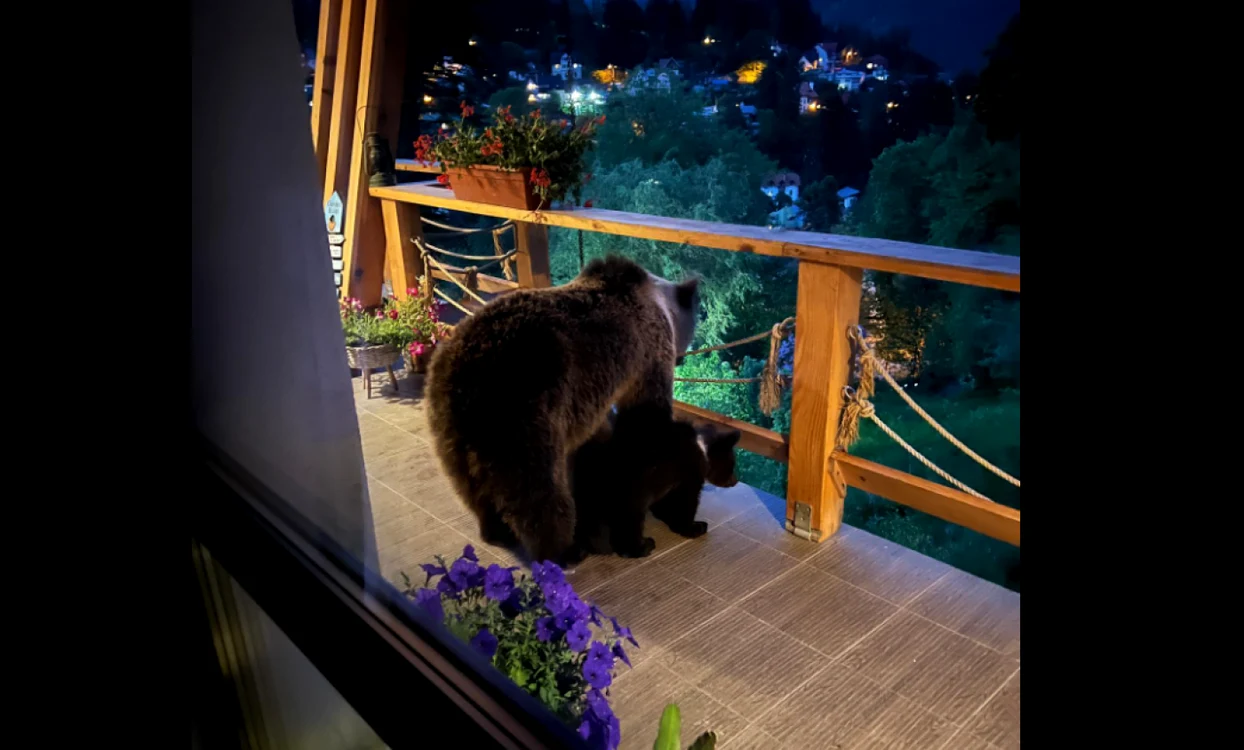 O ursoaică însoţită de pui a urcat până în terasa casei administratorului public din Sinaia FOTO Facebook/Marian Panait