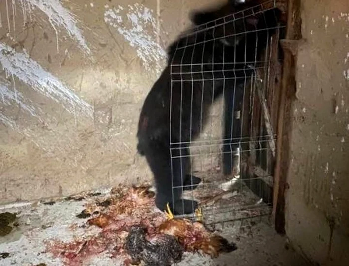 Ursul a făcut prăpăd în gospodării. FOTO imagini amator