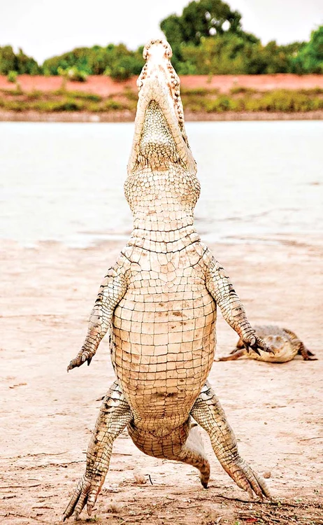 Crocodil